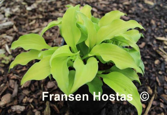 Hosta Jiminy Cricket